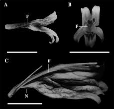Image result for Isoglossa laxiflora