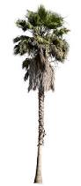 Image result for Washingtonia