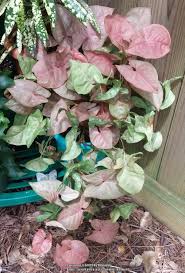 See full list on blackgirlswithgardens.com Photo Of The Entire Plant Of Arrowhead Vine Syngonium Podophyllum Berry Allusion Posted By Hamwild Garden Org