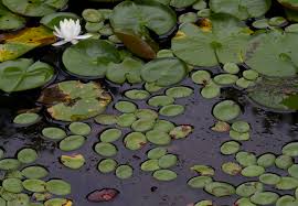 Image result for Cabombaceae