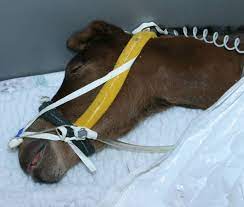 Respiratory Problems of the Neonate Part 1