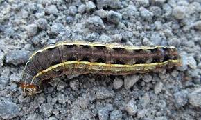 Caterpillars Of Ontario Canada