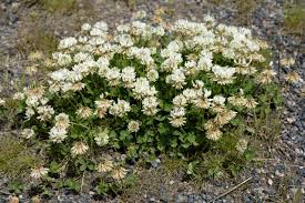 Image result for Trifolium isthmocarpum