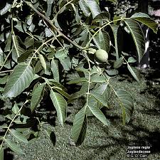 Image result for Juglandaceae
