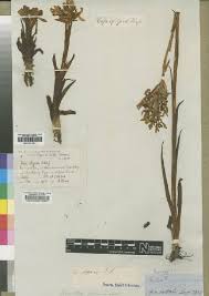 Image result for Disa hircicornis