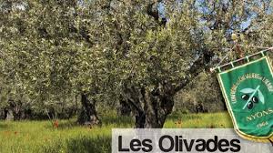 Huiles Et Olives Oleotourisme Nyons Et Les Baronnies Huiles Olives De France