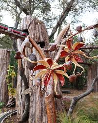 Image result for Kanahia laniflora