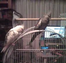 Never Found Cockatiel Cranbourne Victoria Vic Australia L34461 Find Pets Cockatiel Parrot Bird