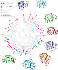 In addition to their biological roles, many cell wall components have important industrial applications including as functional food ingredients, pharmaceuticals, nutriceuticals, fibres and increasingly. Plos One Growth Of Chitinophaga Pinensis On Plant Cell Wall Glycans And Characterisation Of A Glycoside Hydrolase Family 27 B L Arabinopyranosidase Implicated In Arabinogalactan Utilisation