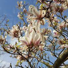 Just Look At This Beautiful Magnolia Tree In The Sunshine Tree Is Just A Little Walk Up The Road From Our Place Magn Magnolia Trees Instagram Instagram Posts