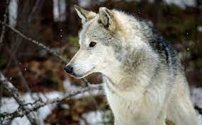 Coat Colors Vary But Gray Wolves Are The Most Common In Alaska They Are Highly Social Animals That Live In Packs Which Grey Wolf Wolf Wallpaper Wolf Images