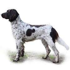 Image result for výmarský dlouhosrstý ohař