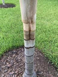 To prevent black fungus, palm tree trunk rot, leaf blight and other palm tree diseases and pests, be sure to properly space palms so that there's plenty of circulation to. Fissure Crack In Foxtail Discussing Palm Trees Worldwide Palmtalk