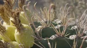 Similarly, my two cactuses (they look like apple cactus, but they are only about 13 or 15 inches tall) are turning red in the trunk. Symbiotic Stock Footage Royalty Free Stock Videos Pond5