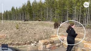 Whereas brown bears often maul a person and then leave, polar bear attacks are more likely to be predatory and are almost always fatal. A Grizzly Bear Attack In Montana Kills One Camper