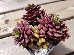 Image result for Anacampseros subnuda