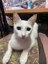 Okay po ba ang Monello for Cat na may history ng UTI? Thanks.