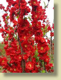 Plant database entry for flowering quince (chaenomeles 'texas scarlet') with 17 images and 28 data details. Scarlet Storm Flowering Quince Google Search Chaenomeles Winter Plants Flowering Quince