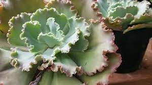 Las suculentas y los cactus son plantas que han adquirido notoriedad por su fácil mantenimiento, su precio accesible y variedad de formas y tamaños. Tour De La Tienda Home Depot Plantas De Interior Y Suculentas Youtube