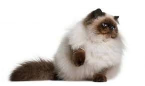 Kucing ini berasal dari persilangan kucing persia dan kucing siam yang. Humaira Shop 35 Jenis Kucing Ras Yang Digemari Oleh Facebook