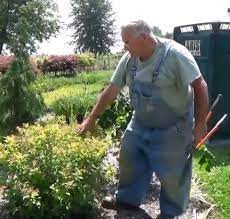 How When To Prune Shrubs And Other Landscape Plants By Mike Mcgroarty Of Mike S Backyard Nursery Landscaping Plants Pruning Spirea Garden Shrubs