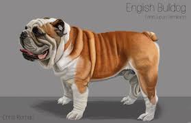However, these names refer to three related, but separate dogs. An English Bulldog S Skeletal And Superficial Muscle System Study I Did Plus A Digital Painting Of The Entire Dog Dog Anatomy English Bulldog Bulldog