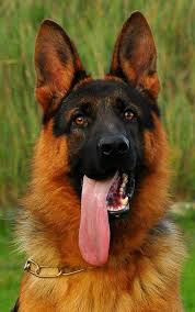 Animaux , chien etat neuf slm je vous présente le top des top des porté malinois charbonné fils du champion d'algérie avec ma meilleure. Chien Berger En Algerie Posts Facebook
