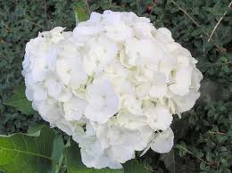 'madame emile mouillere' is more than just a very hardy and reliable little mophead hydrangea. Baumschule Eggert Blutenstraucher Baumschulen Heckenpflanzen Bauernhortensie Madame Emile Moulliere Hydrangea Macrophylla Madame Emile Moulliere Direkt Von Der Baumschule Bestellen