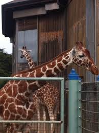 San Francisco Zoo San Francisco Zoo Zoo San