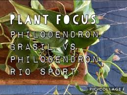 Sending/receiving email and file upload is disabled on all demos. Plant Focus Philodendron Brasil Vs Philodendron Rio Sport Youtube