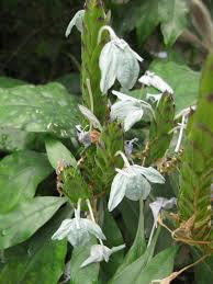 Image result for Ecbolium clarkei