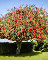 Little gem magnolias, which produce flowers for six. Bottlebrush Houston Verdant Tree Farm And Landscape