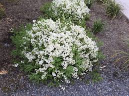 Image result for Deutzia