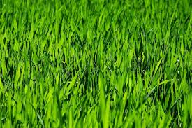 You might not know how long until grass sprouts. How Long Does It Take Grass To Grow Lawn Care Blog Lawn Love