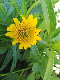 Image result for Pascalia glauca