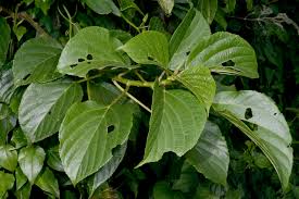 Image result for Urera