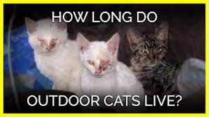 How Long Do Outdoor Cats Live Youtube
