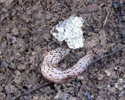 The eggs of snakes can be identified by a number of different characteristics including the appearance, hardness, and shape of the eggs. Slug And Eggs Rural Ramblings