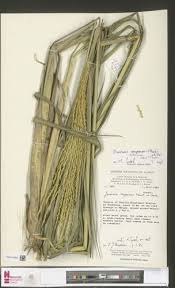 Image result for Phacelurus gabonensis