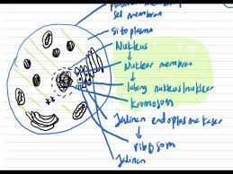 Sel hewan berbeda dari seleukariotik lain, seperti sel tumbuhan, karena mereka tidakmemiliki dinding sel, dan kloroplas, dan biasanya merekamemiliki vakuola yang lebih kecil, bahkan tidak ada. Biologi Bab 2 Bahagian 1 Struktur Sel Haiwan Spm Tingkatan 4 Youtube