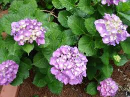 As you can notice, most hydrangeas will spread as much as their height is, except for climbing hydrangea varieties and panicle hydrangeas that have a smaller spread compared to their height. How To Plant Grow And Care For Hydrangeas Hgtv