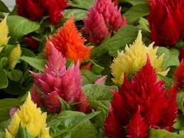 Ice Cream Mix Celosia Planting Flowers Container Gardening Plants