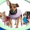 Love thy pet brooklyn ny 11231 Best 30 24 Hour Pet Store In Brooklyn Ny With Reviews Yp Com