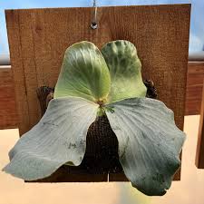 Image result for Platycerium elephantotis