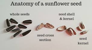 We did not find results for: Helianthus Annuus Common Sunflower A Complete Guide With Images