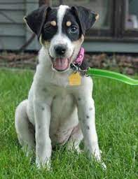 Border Jack Border Collie Jack Russell Mix Info Puppies Pictures Mixed Breed Puppies Jack Russell Terrier Jack Russell Terrier Mix