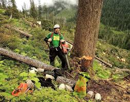Logging Rigging Men And Timber Fallers Michael Hawkins Of Astoria Or So Proves Oregonians Have No Bottom Level That Is Found Forestry Oregon Coast Log In