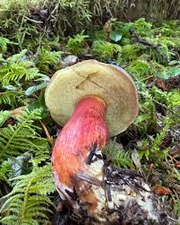 Image result for Xerocomellus diffractus