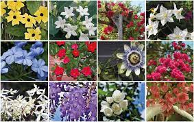 Liste des plantes à fleurs. Fleur Grimpante Notre Liste Des 30 Plus Belles Varietes Ctendance Fr