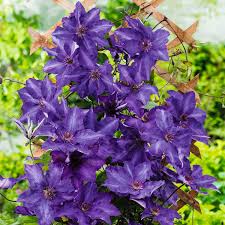 Raised by we open the clematises celebration week with a look at the top cultivars, top comments, most thumbed images. Clematis The President Im Ca 17 Cm Topf Online Kaufen Bei Gartner Potschke